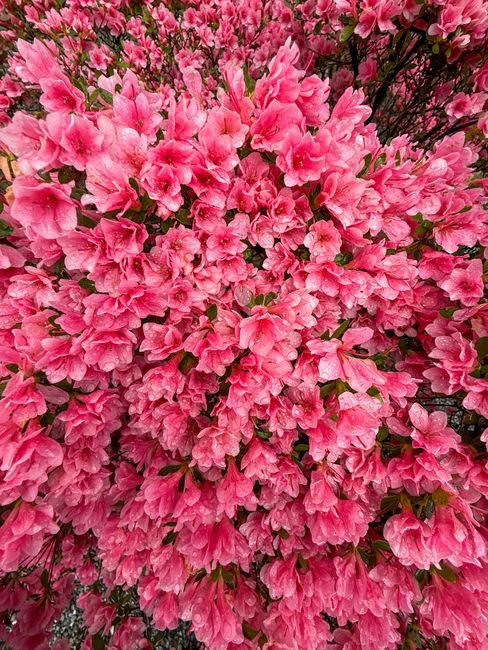 A dense cluster of bright pink azalea flowers with ruffled petals and dark green leaves in the background. The flowers are fully bloomed, showcasing their vibrant color and delicate texture. The arran