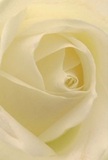 This evocative image pulls you into the gentle heart of a creamy white rose, as if you're nestled within its petals on a quiet Shepperton morning. Each layer unfurls in a soft spiral, hinting at fresh dew and the promise of a new beginning-for a baby celebrated in Old Shepperton, or a moment of reflection near Dunboe Place. The light, soft as river mist, wraps the ivory curves in a serene glow, casting shadows that enhance the feeling of depth and quiet drama. There is a profound peace in this composition-the same peace carried in gestures of sympathy, admiration, or hope sent between neighbours. As a local florist, the beauty of this bloom seems inseparable from Shepperton itself: its understated fragrance, delicate touch, and perfect arrangement are reminders of the artistry woven into every bouquet. The perspective is intimate, expressing the emotion and care behind every bespoke floral design delivered throughout the area-a silent message of love, remembrance, or encouragement, told through the language of roses.